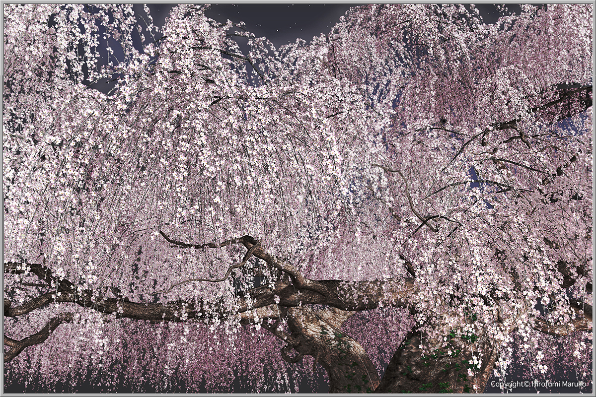 宵の枝垂桜アップ